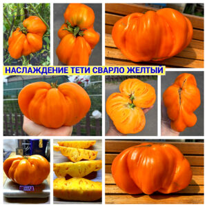 НАСЛАЖДЕНИЕ ТЕТИ СВАРЛО ЖЕЛТЫЙ