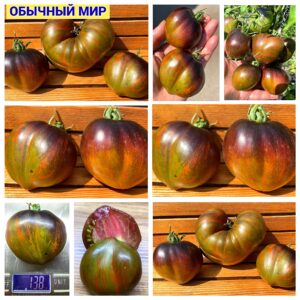 ОБЫЧНЫЙ МИР