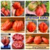 ОГНЕННОЕ КОПЬЕ
