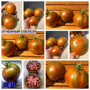 ОГНЕННЫЙ СОБЛАЗН