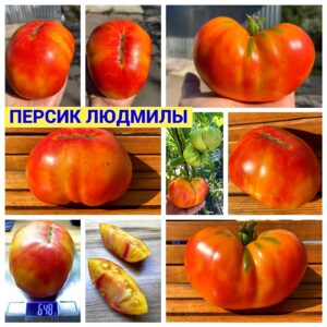 ПЕРСИК ЛЮДМИЛЫ