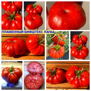 ПЛАМЕННЫЙ БИФШТЕКС ЛАНЫ