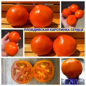 ПЛОДВИВСКАЯ КАРОТИНКА СЕРДЦЕ