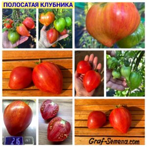 ПОЛОСАТАЯ КЛУБНИКА
