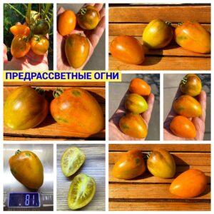 ПРЕДРАССВЕТНЫЕ ОГНИ