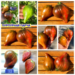 ПУРПУРНАЯ ПАРЧА