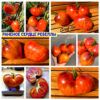 РАНЕНОЕ СЕРДЦЕ РЕБЕЛЛЫ