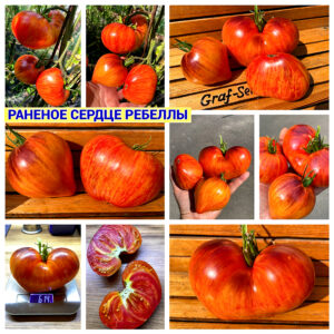 РАНЕНОЕ СЕРДЦЕ РЕБЕЛЛЫ