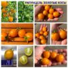 РАПУНЦЕЛЬ ЗОЛОТЫЕ КОСЫ