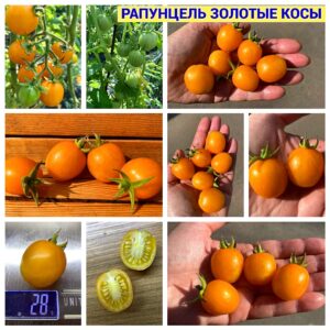 РАПУНЦЕЛЬ ЗОЛОТЫЕ КОСЫ