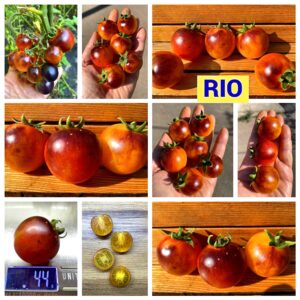 RIO