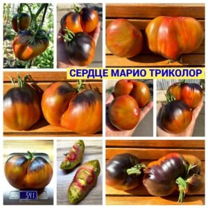 СЕРДЦЕ МАРИО ТРИКОЛОР