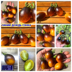 СИНИЙ ДОЖДЬ СЭНКА