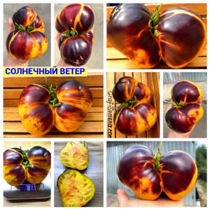 СОЛНЕЧНЫЙ ВЕТЕР