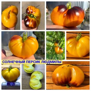СОЛНЕЧНЫЙ ПЕРСИК ЛЮДМИЛЫ
