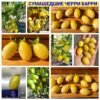 СУМАСШЕДШИЕ ЧЕРРИ БАРРИ
