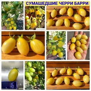 СУМАСШЕДШИЕ ЧЕРРИ БАРРИ