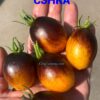 СИНИЙ ДОЖДЬ СЭНКА 13887