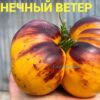 СОЛНЕЧНЫЙ ВЕТЕР 14160