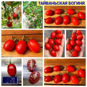 ТАЙВАНЬСКАЯ БОГИНЯ