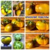 ХРИЗОЛИТ РЕБЕЛЛЫ