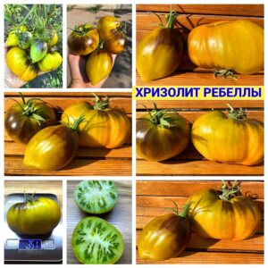 ХРИЗОЛИТ РЕБЕЛЛЫ