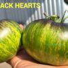 GWR Black Hearts 13996