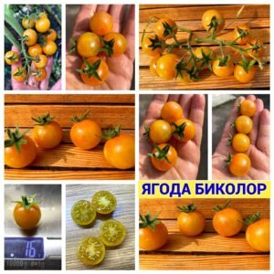 ЯГОДА БИКОЛОР