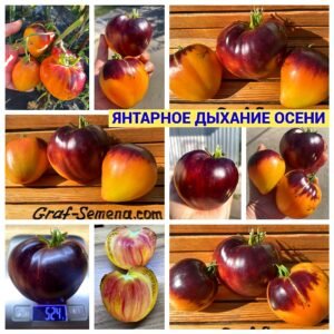 ЯНТАРНОЕ ДЫХАНИЕ ОСЕНИ