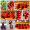ЯРСОН-9