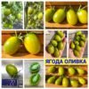 Ягода ОЛИВКА