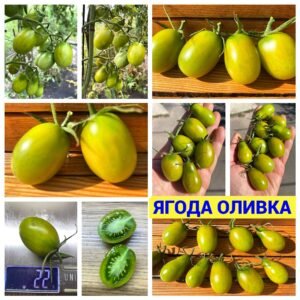 Ягода ОЛИВКА
