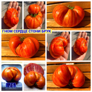 гном СЕРДЦЕ СТОНИ БРУК