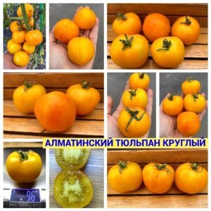 АЛМАТИНСКИЙ ТЮЛЬПАН КРУГЛЫЙ