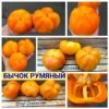 БЫЧОК РУМЯНЫЙ