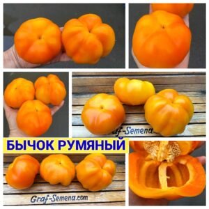 БЫЧОК РУМЯНЫЙ