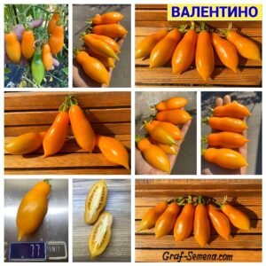 ВАЛЕНТИНО