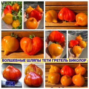 ВОЛШЕБНЫЕ ШЛЯПЫ ТЕТИ ГРЕТЕЛЬ БИКОЛОР