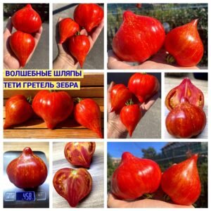 ВОЛШЕБНЫЕ ШЛЯПЫ ТЕТИ ГРЕТЕЛЬ ЗЕБРА