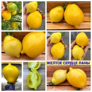 ЖЕЛТОЕ СЕРДЦЕ ЛАНЫ