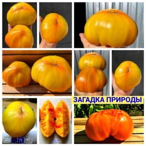 ЗАГАДКА ПРИРОДЫ