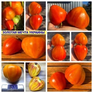 ЗОЛОТАЯ МЕЧТА УКРАИНЫ
