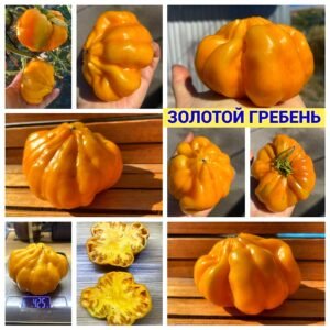 ЗОЛОТОЙ ГРЕБЕНЬ