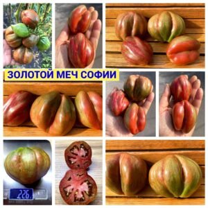 ЗОЛОТОЙ МЕЧ СОФИИ