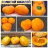 ЗОЛОТОЙ ЮБИЛЕЙ