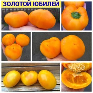 ЗОЛОТОЙ ЮБИЛЕЙ