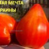 ЗОЛОТАЯ МЕЧТА УКРАИНЫ 14676