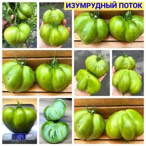 ИЗУМРУДНЫЙ ПОТОК