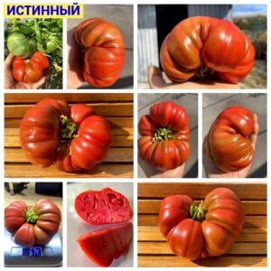 ИСТИННЫЙ