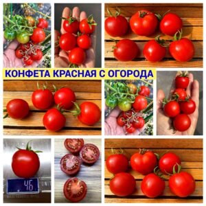 КОНФЕТА КРАСНАЯ С ОГОРОДА